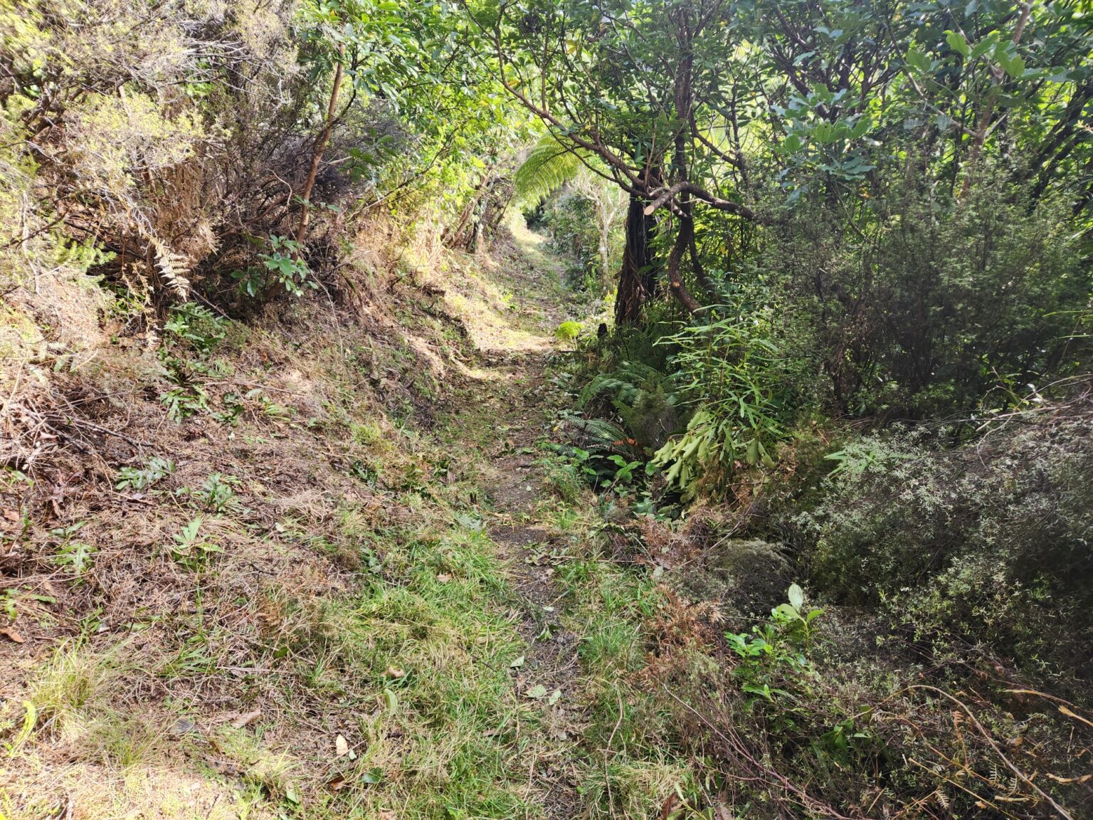 Tauherenikau Gorge Walk